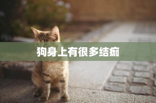 狗身上有很多結痂