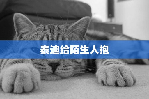 泰迪給陌生人抱