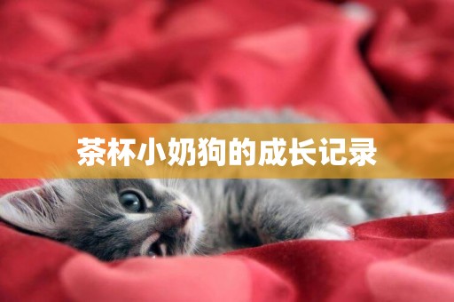 茶杯小奶狗的成長記錄