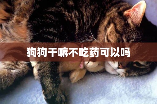狗狗干嘛不吃藥可以嗎