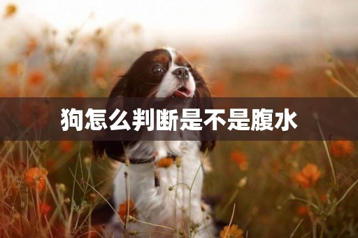 狗怎么判斷是不是腹水