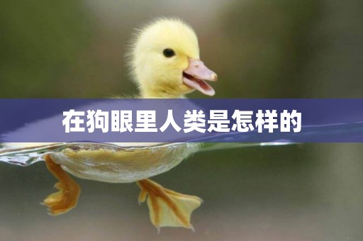 在狗眼里人類是怎樣的