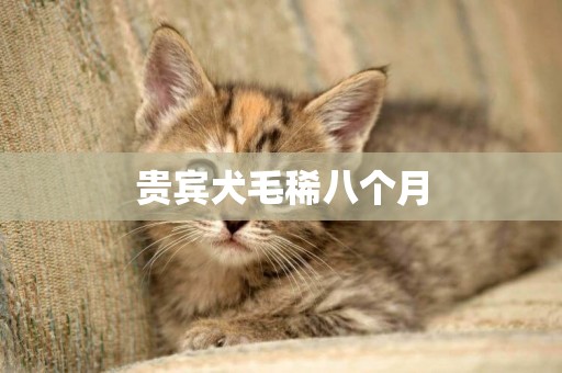 貴賓犬毛稀八個月