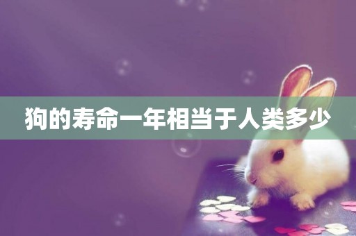 狗的壽命一年相當于人類多少