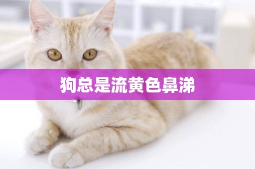 狗總是流黃色鼻涕