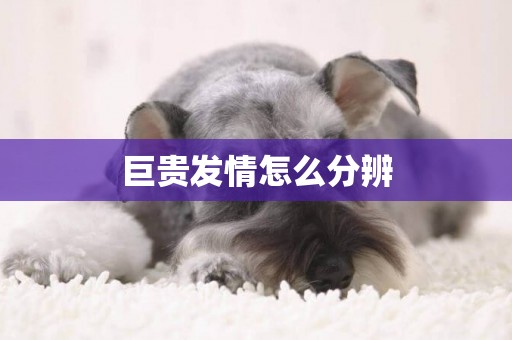 巨貴發情怎么分辨
