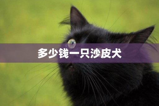 多少錢一只沙皮犬