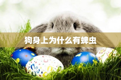 狗身上為什么有蜱蟲