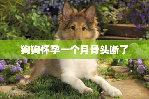 狗狗懷孕一個月骨頭斷了