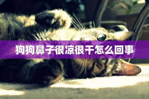 狗狗鼻子很涼很干怎么回事