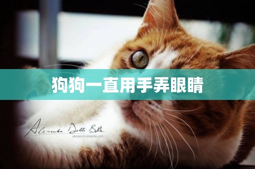 狗狗一直用手弄眼睛