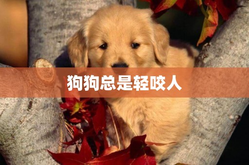 狗狗總是輕咬人