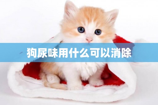 狗尿味用什么可以消除