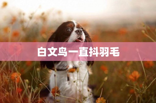 白文鳥一直抖羽毛