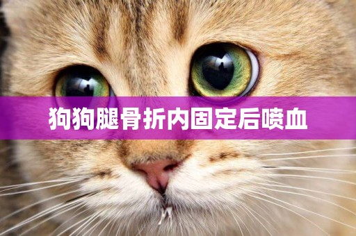 狗狗腿骨折內固定后噴血