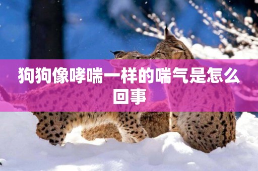 狗狗像哮喘一樣的喘氣是怎么回事