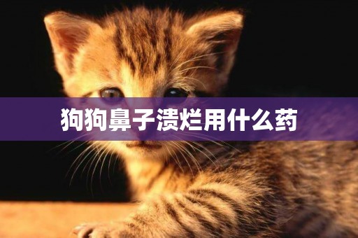 狗狗鼻子潰爛用什么藥