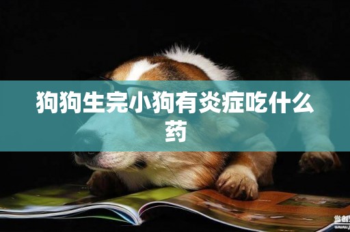 狗狗生完小狗有炎癥吃什么藥