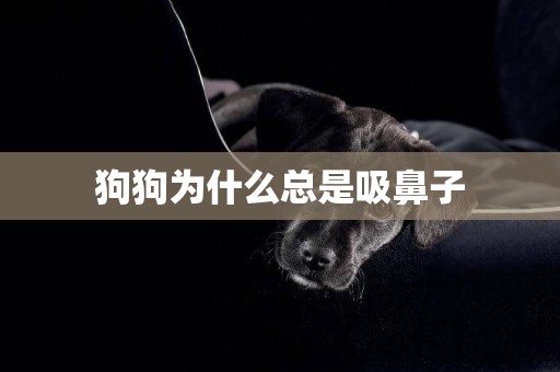 狗狗為什么總是吸鼻子