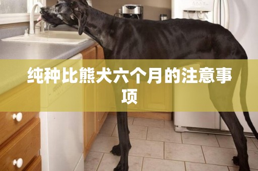 純種比熊犬六個月的注意事項