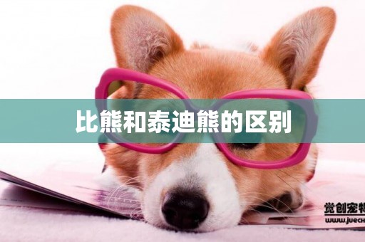 比熊和泰迪熊的區別
