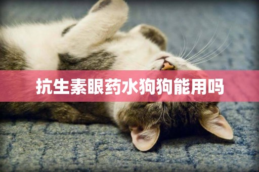 抗生素眼藥水狗狗能用嗎