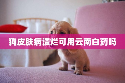 狗皮膚病潰爛可用云南白藥嗎