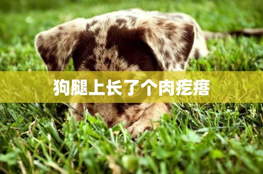 狗腿上長了個肉疙瘩