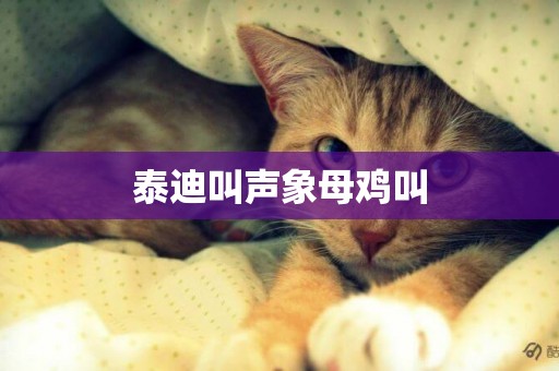 泰迪叫聲象母雞叫