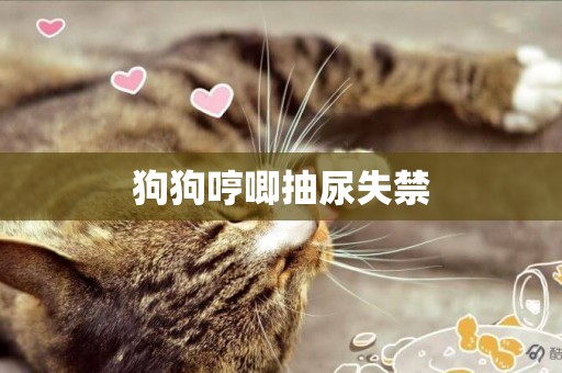 狗狗哼唧抽尿失禁