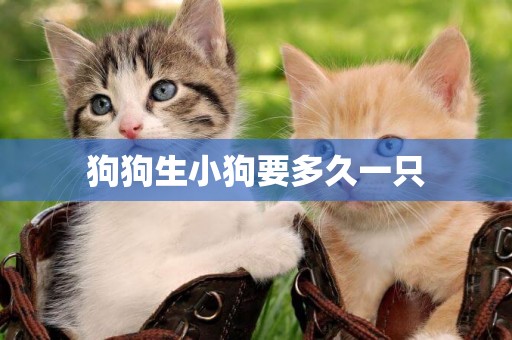 狗狗生小狗要多久一只