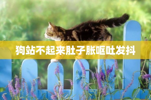 狗站不起來肚子脹嘔吐發抖