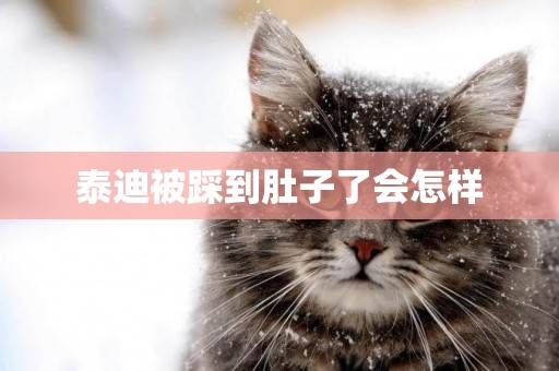 泰迪被踩到肚子了會怎樣