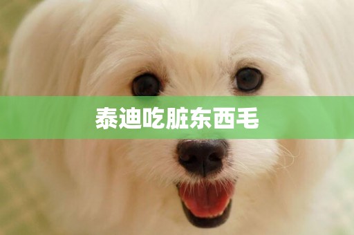 泰迪吃臟東西毛