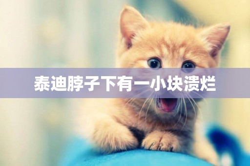 泰迪脖子下有一小塊潰爛