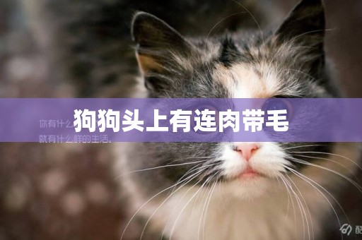 狗狗頭上有連肉帶毛