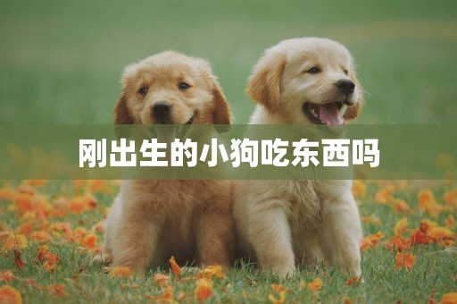 剛出生的小狗吃東西嗎