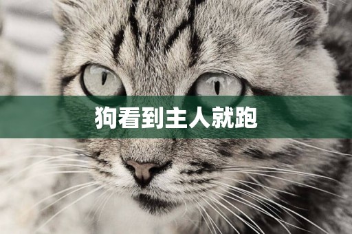 狗看到主人就跑