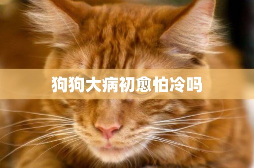 狗狗大病初愈怕冷嗎