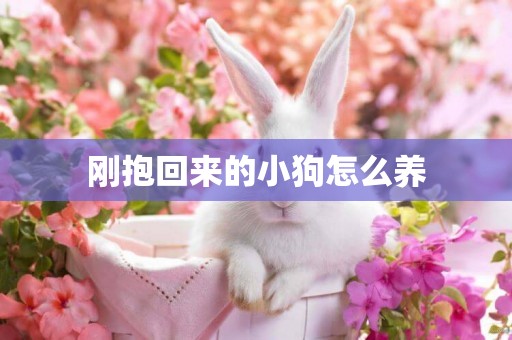 剛抱回來的小狗怎么養