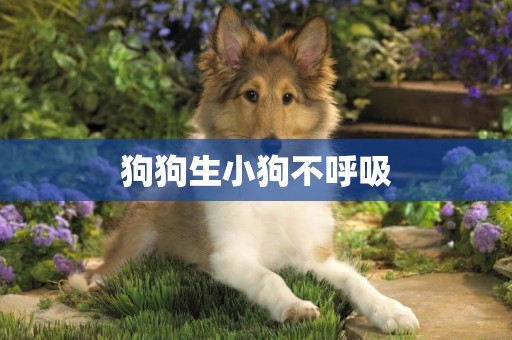 狗狗生小狗不呼吸
