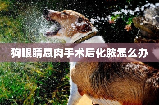 狗眼睛息肉手術后化膿怎么辦
