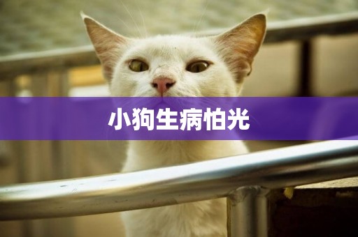小狗生病怕光