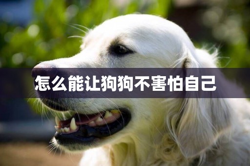 怎么能讓狗狗不害怕自己