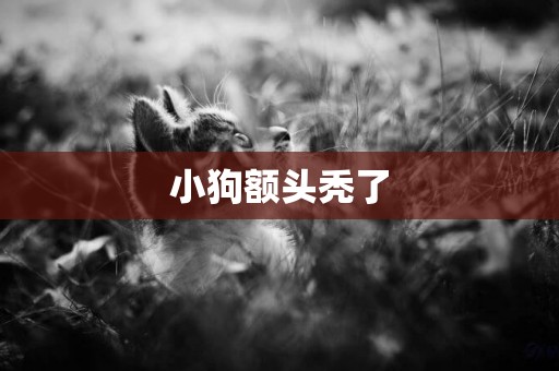 小狗額頭禿了