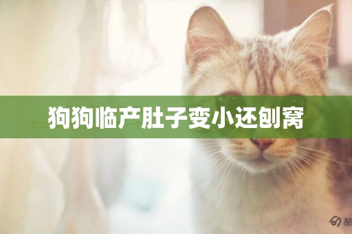 狗狗臨產肚子變小還刨窩