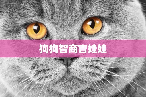 狗狗智商吉娃娃