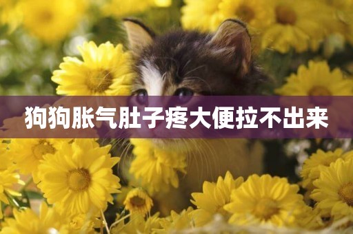 狗狗脹氣肚子疼大便拉不出來