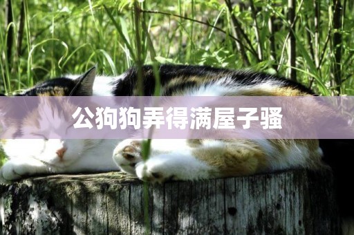 公狗狗弄得滿屋子騷