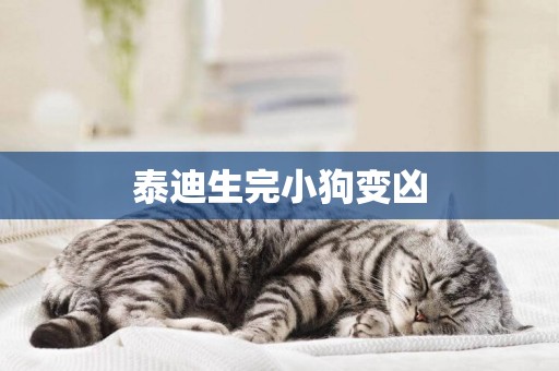 泰迪生完小狗變兇